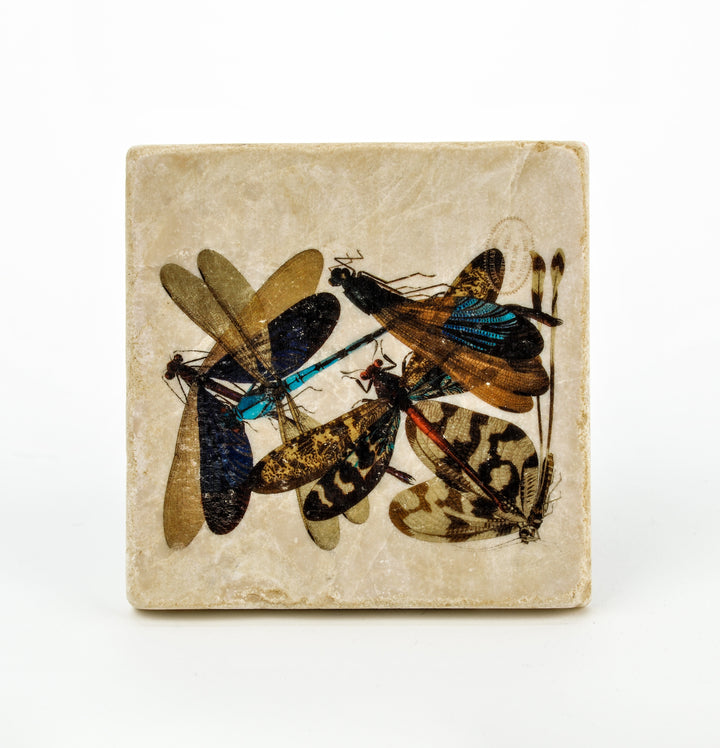 Dragonfly Coaster
