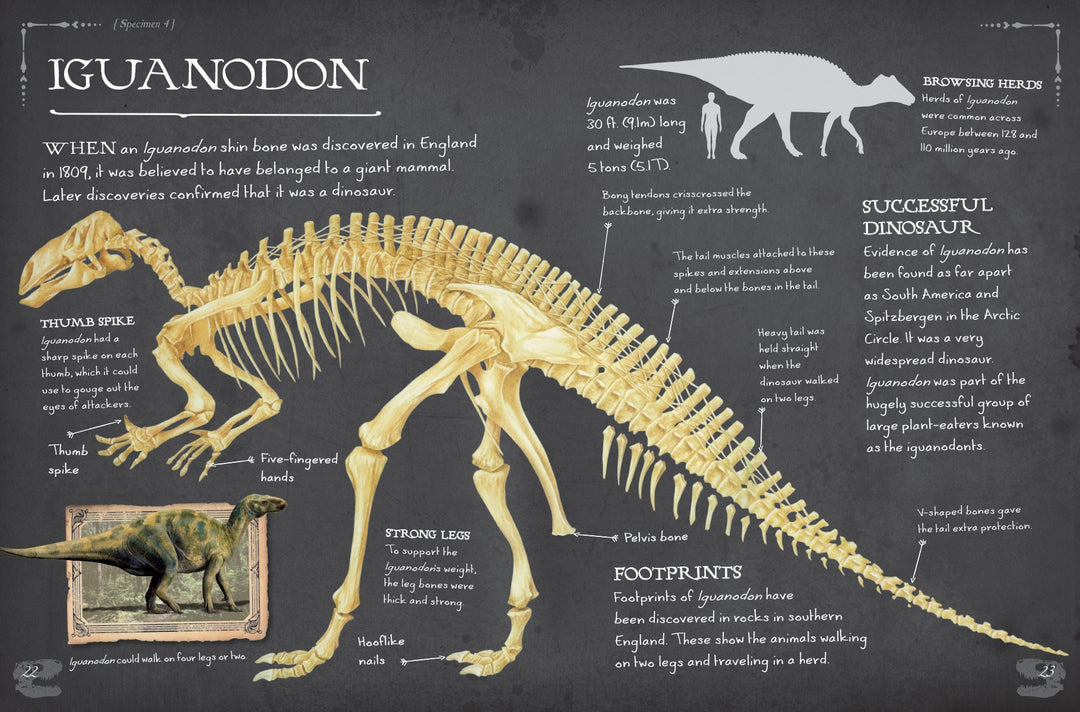 Dinosaur Bones And What They Tell Us