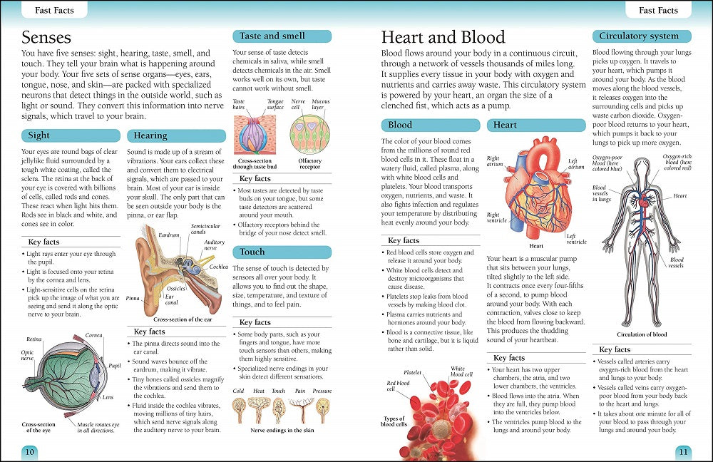 DK Eyewitness Workbooks Human Body