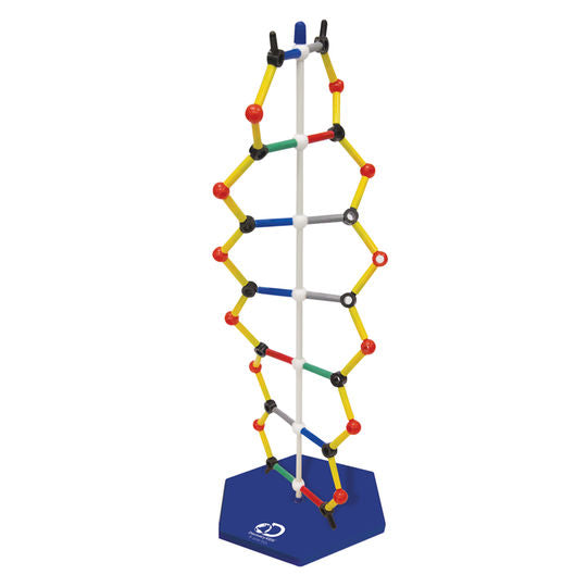 DNA Model Kit