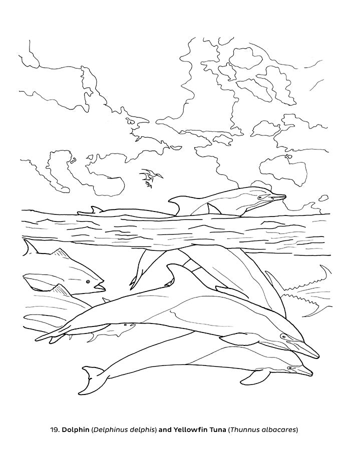 Ocean Life Dioramas Coloring Book
