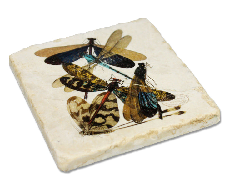 Dragonfly Coaster