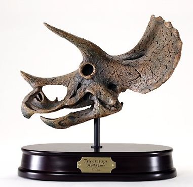 Triceratops Skull