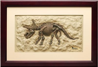 Framed Triceratops Skeleton