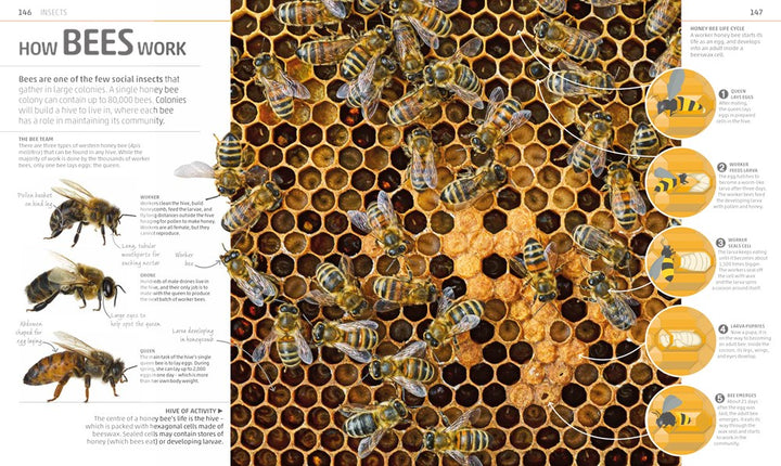 Explanatorium of Nature