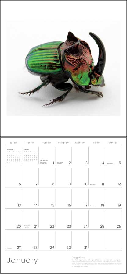 Exquisite Creatures:  The Insect Art of Christopher Marley 2013 Calendar