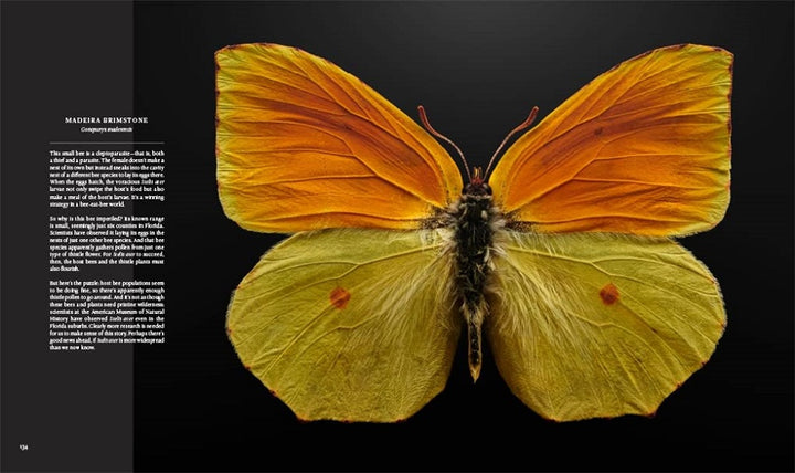 Extinct and Endangered: Insects in Peril madeira