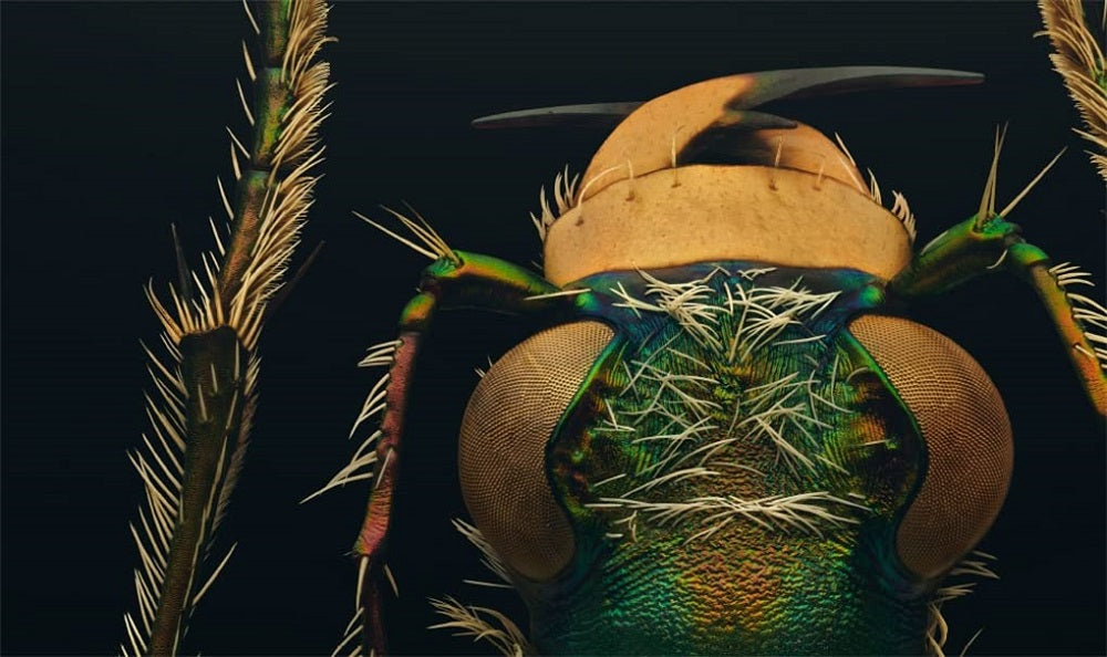 Extinct and Endangered: Insects in Peril insect