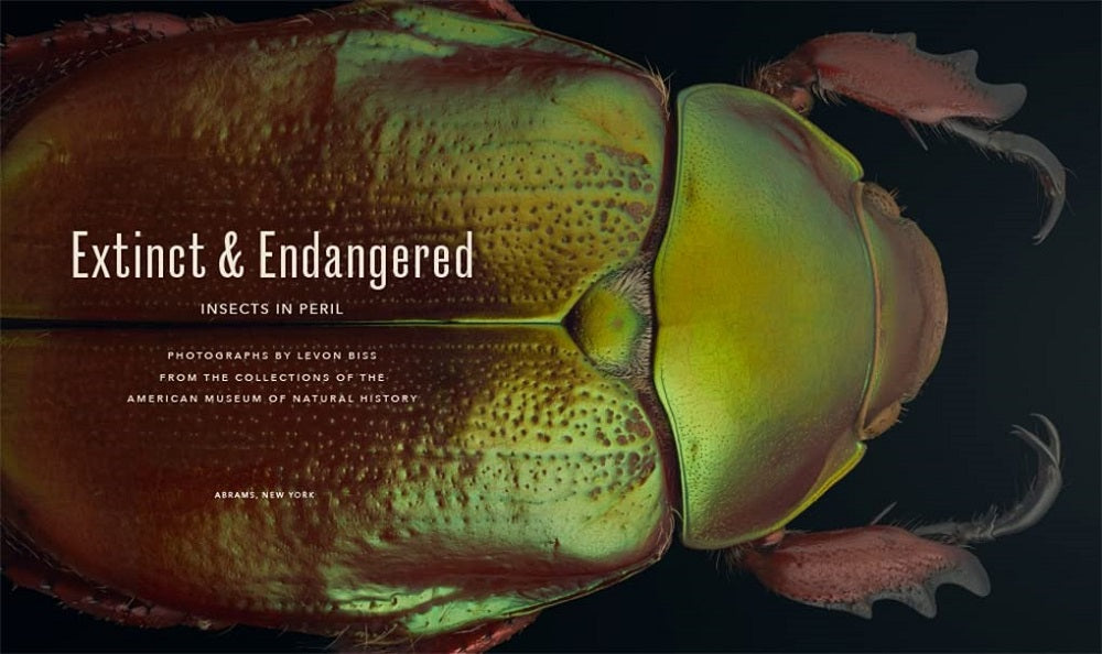 Extinct and Endangered: Insects in Peril beetle