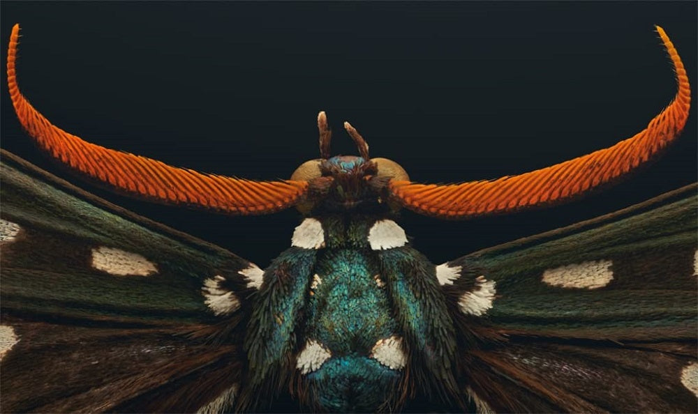 Extinct and Endangered: Insects in Peril bug