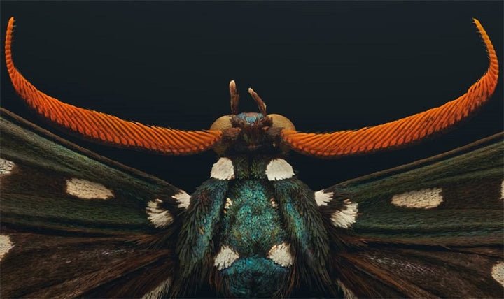 Extinct and Endangered: Insects in Peril bug