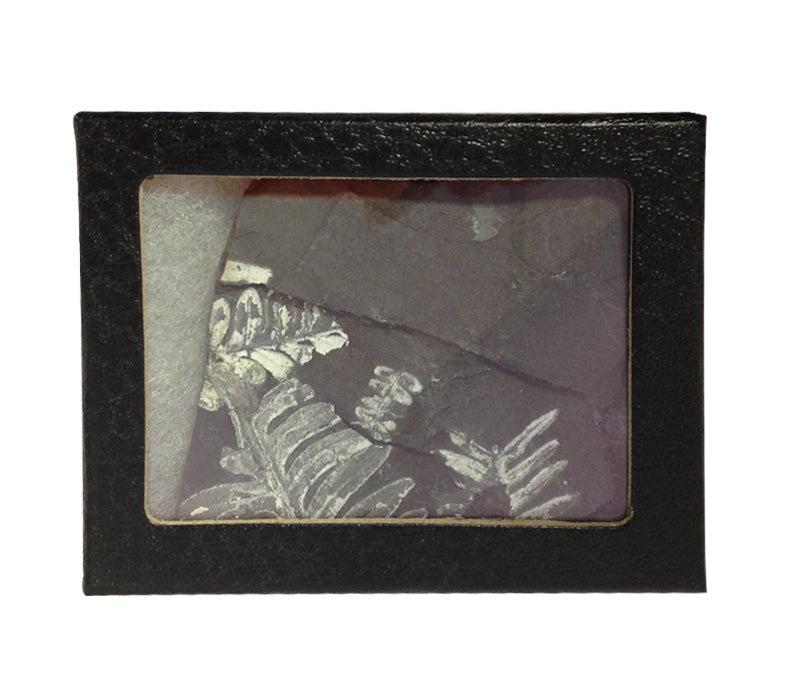 Fossil Seed Fern Plate With Glass Display Case