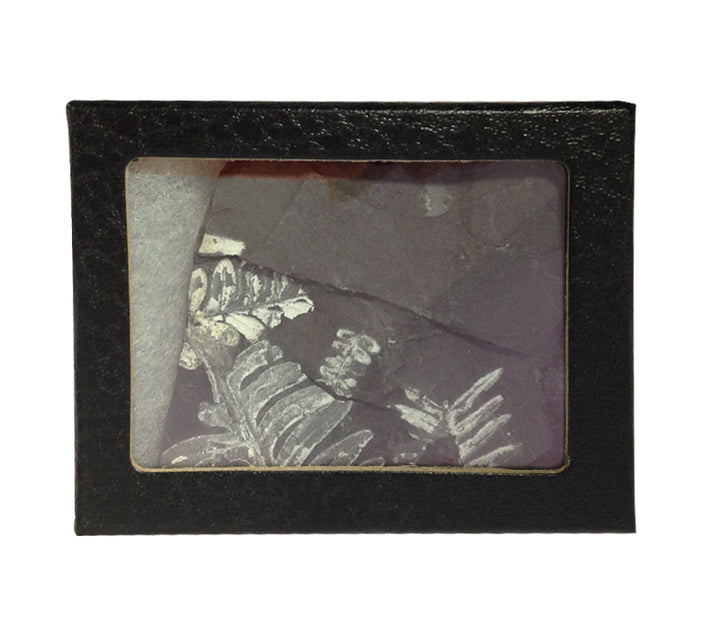 Fossil Seed Fern Plate With Glass Display Case