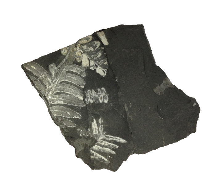 Fossil Seed Fern Plate With Glass Display Case