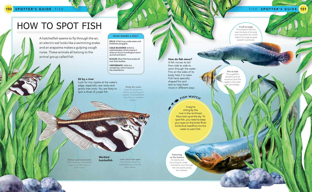 Jungle Animals: A Spotter's Guide