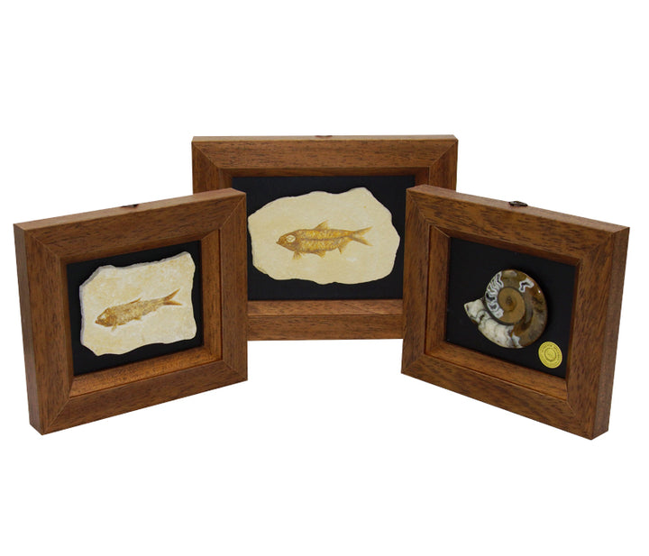 Framed Fossilized Fish Specimens
