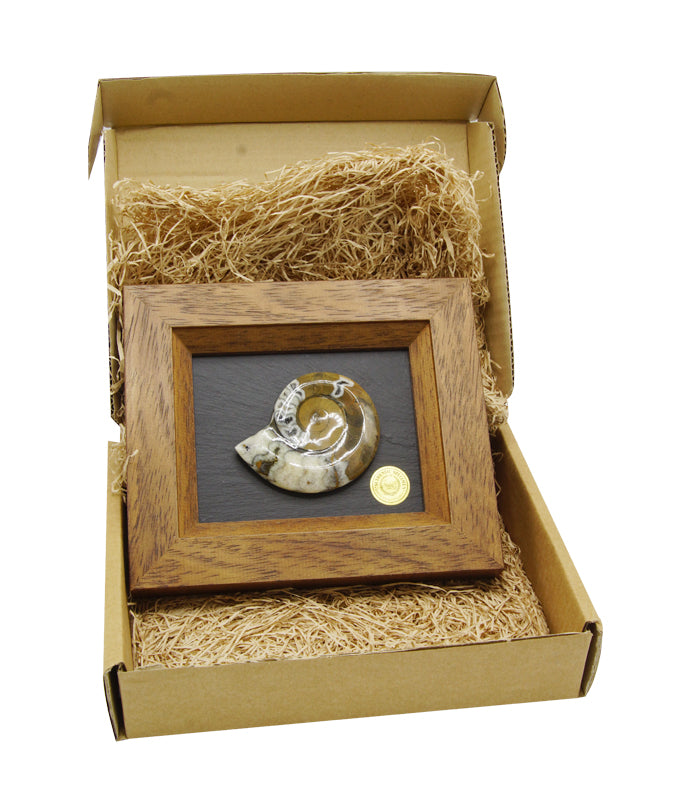 Framed Gonioclymenia Specimen