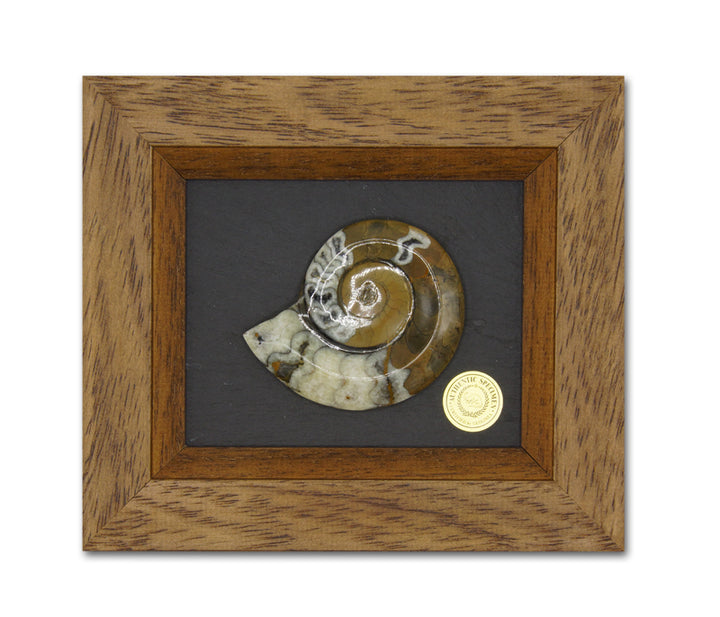 Framed Gonioclymenia Specimen