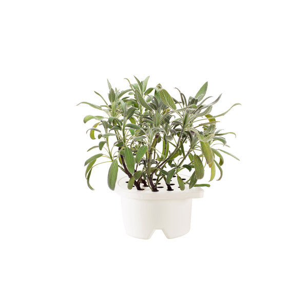 Click & Grow Herb  Refill Kits