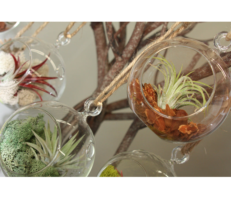 Hanging Globe Terrarium