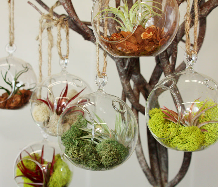 Hanging Globe Terrarium