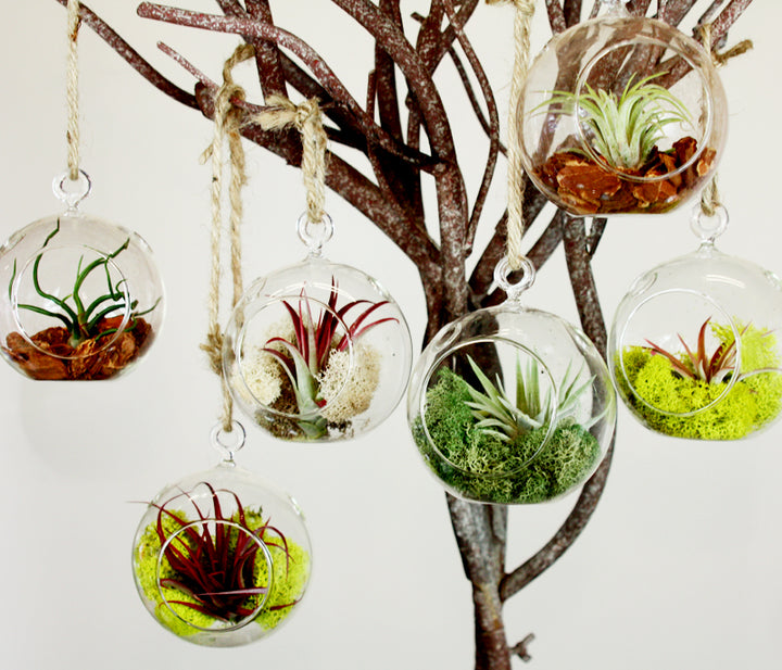 Hanging Globe Terrarium
