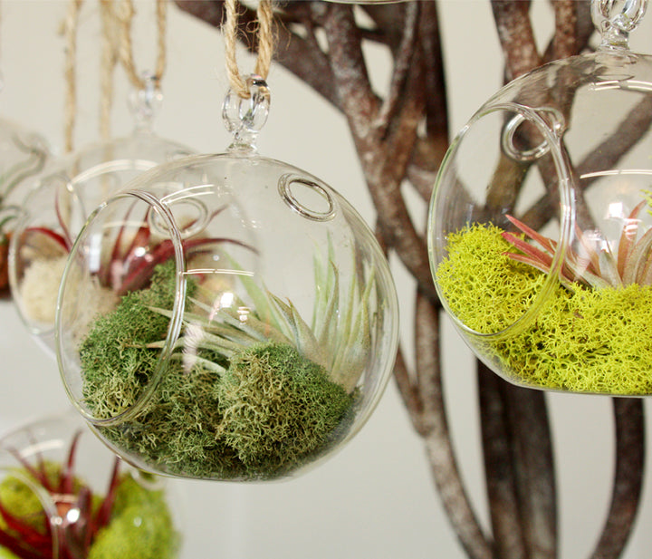 Hanging Globe Terrarium
