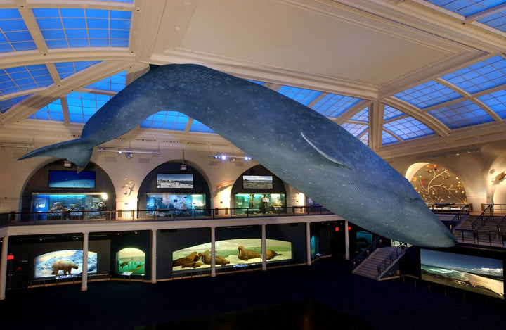 AMNH Exclusive Blue Whale Ornament