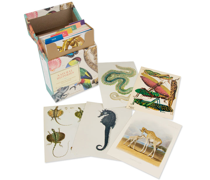 AMNH Natural Histories Postcard Set