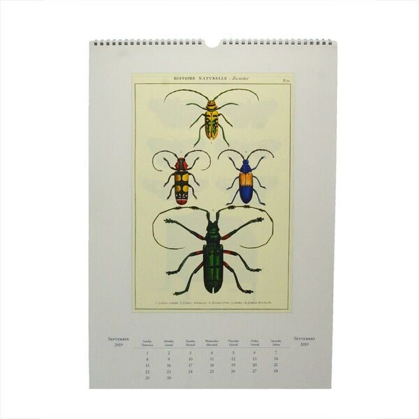2019 Curiosities Wall Calendar