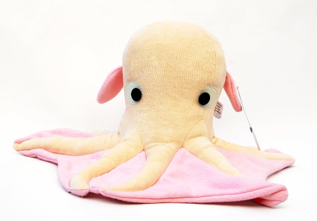 Leonardo the Octopus