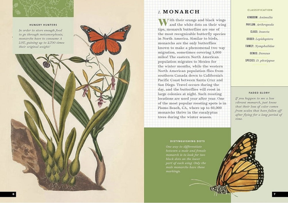 The Little Book of Butterflies pages