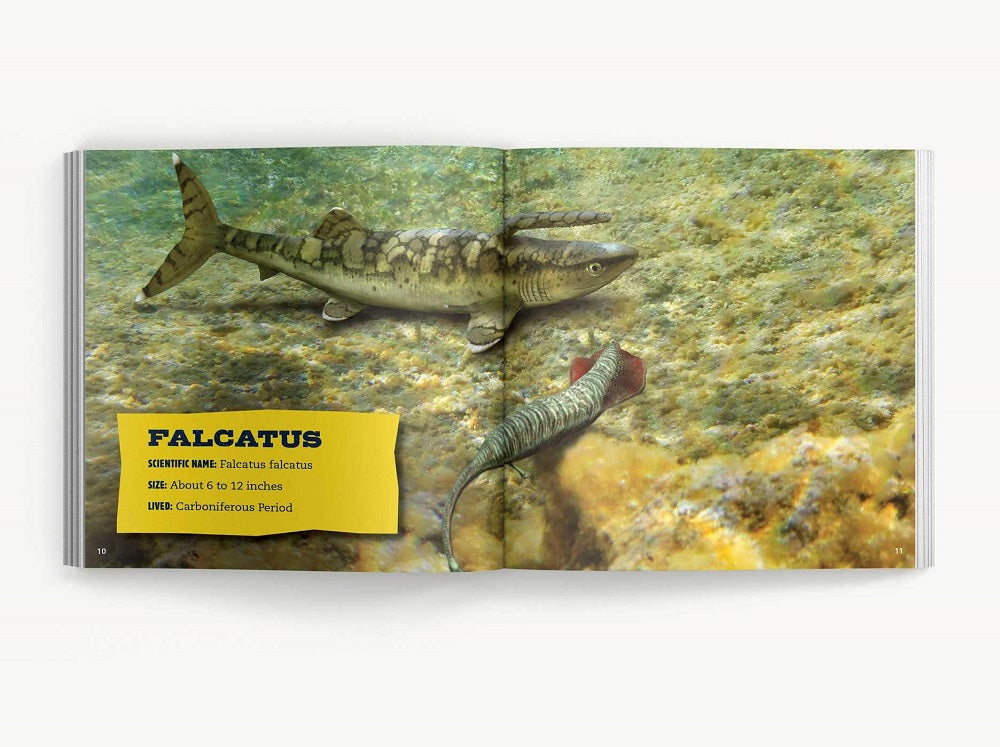 The Little Chunky Book of Sharks