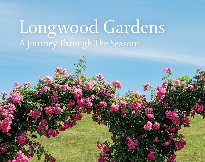 Pterodactyl Driftwood Figure