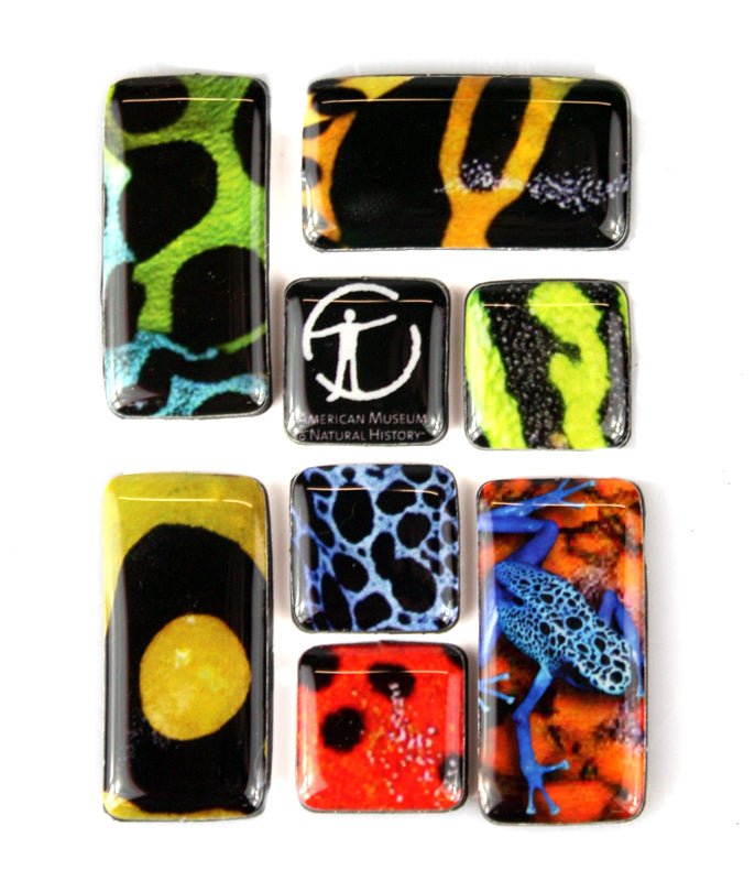 Poisonous Frog Mosaic Magnets