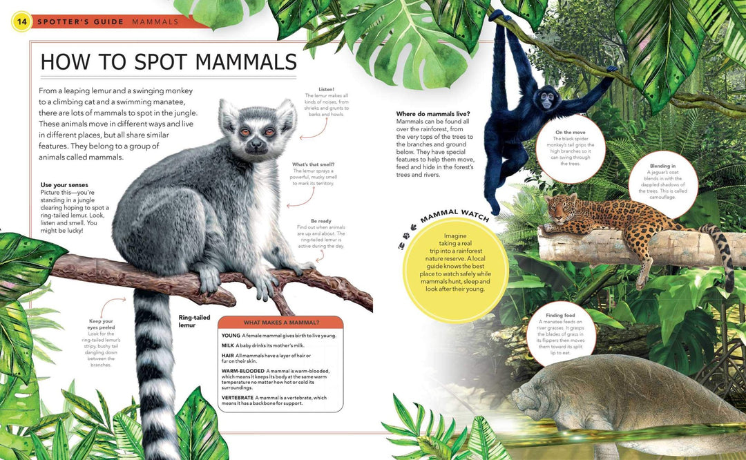 Jungle Animals: A Spotter's Guide