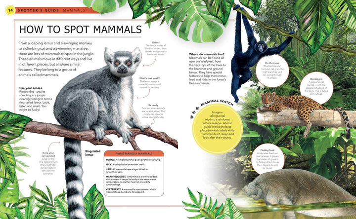 Jungle Animals: A Spotter's Guide