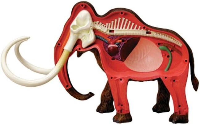 4D Vision Woolly Mammoth Anatomy Model inner view