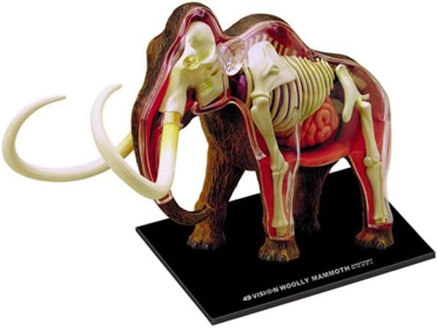 4D Vision Woolly Mammoth Anatomy Model model