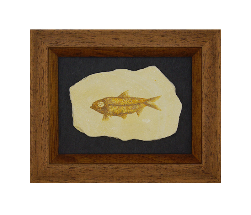 Framed Fossilized Fish Specimens