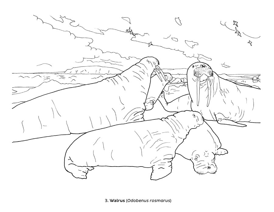 Ocean Life Dioramas Coloring Book
