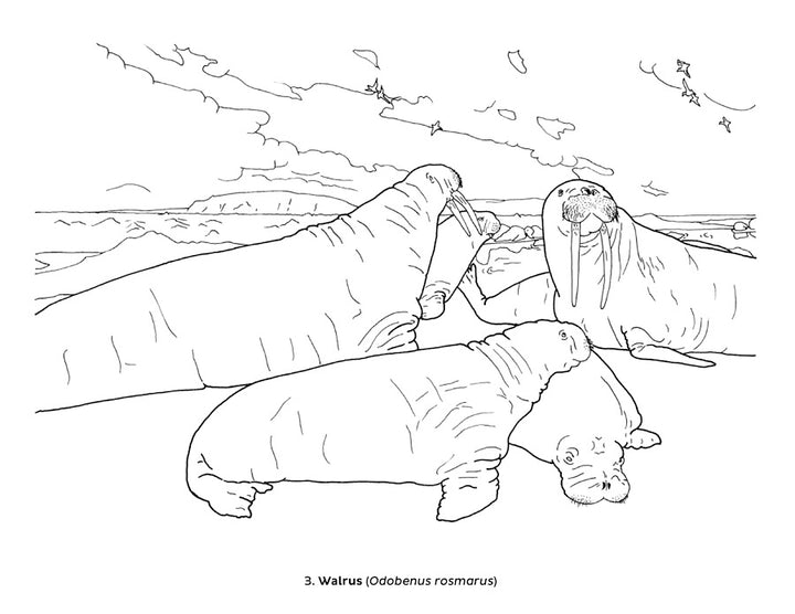 Ocean Life Dioramas Coloring Book