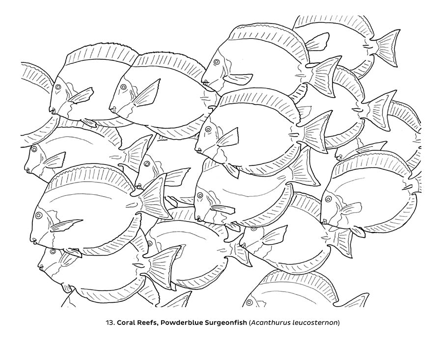 Ocean Life Dioramas Coloring Book