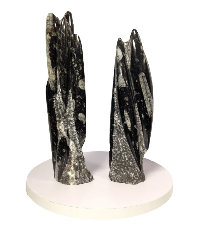 Orthoceras Fossil in Limestone Matrix Statue