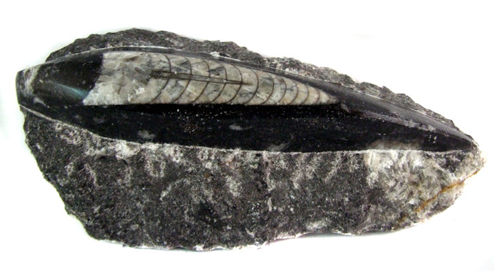 Orthoceras Fossil in Limestone Matrix Statue