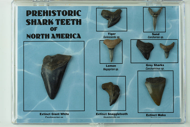 Prehistoric Shark Teeth of North America