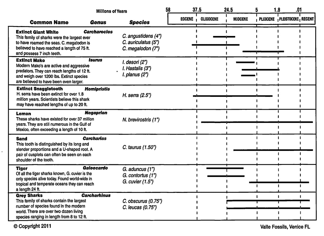 Prehistoric Shark Teeth of North America