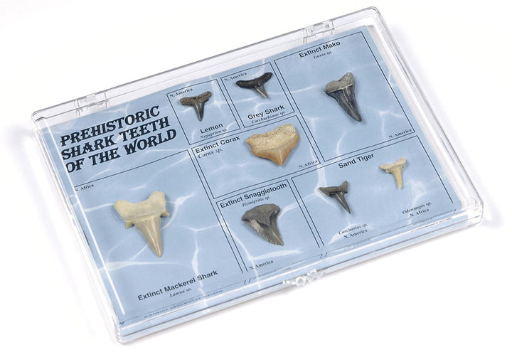 Prehistoric Shark Teeth of the World Set
