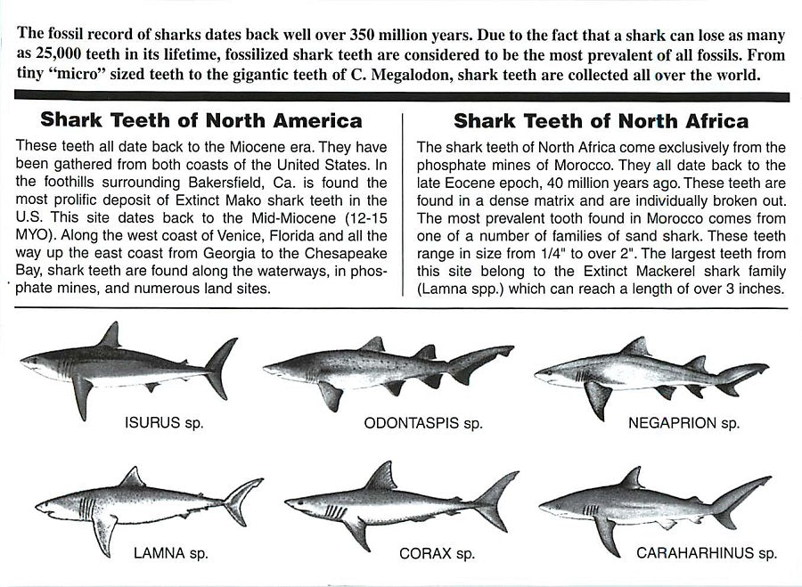 Prehistoric Shark Teeth of the World Set