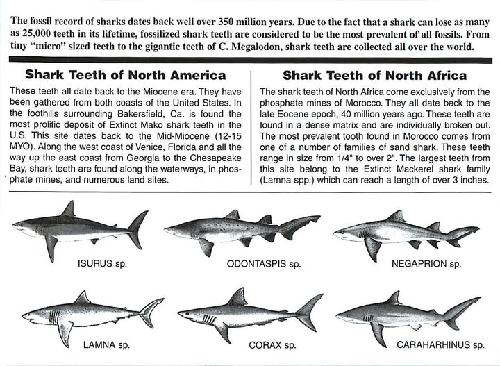 Prehistoric Shark Teeth of the World Set
